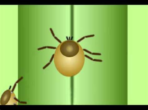 Tick Life Cycle From Egg to Adult. Interesting facts - Beezzly