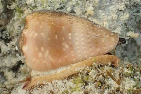 Conus coronatus - Crowned cone | Reef Life Survey