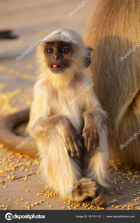 Gray Langur Baby