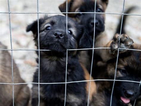 Free Pets: Gloucester County Will Clear The Shelters Aug. 17 | West ...