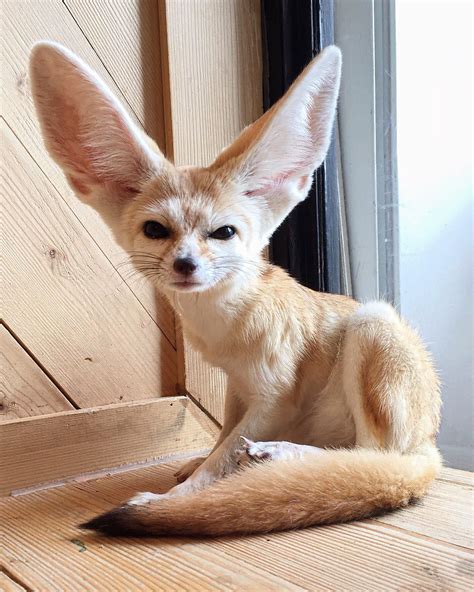 Pet Fennec Fox - Anna Blog