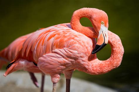 Cute Pink Flamingo Wallpaper