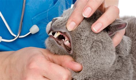 Tooth Resorption Cats Cost - Cat Meme Stock Pictures and Photos