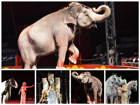 Shrine Circus: More than a show #shrinecircus