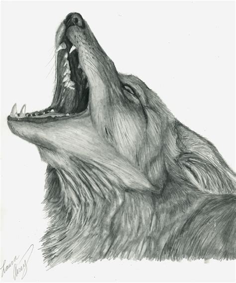 Howling Coyote Drawing at PaintingValley.com | Explore collection of Howling Coyote Drawing