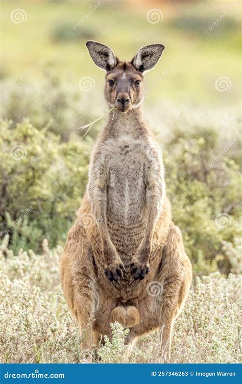 Red Kangaroo in South Australia Stock Image - Image of grey, aussie ...