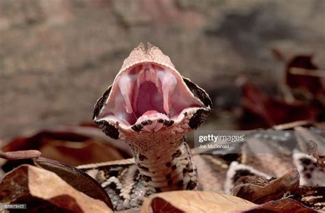 Gaboon Viper Showing Its Fangs High-Res Stock Photo - Getty Images