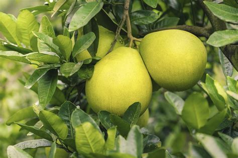 What Is A Pummelo: Tips For Growing A Pomelo Tree | Gardening Know How