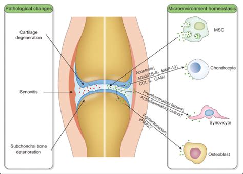 Schematic diagram of intra-articular injection of exosomes derived from... | Download Scientific ...