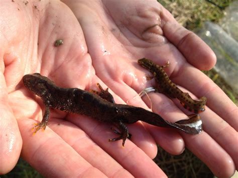 Lee Ecology Great Crested Newt Surveys in Devon Cornwall Somerset