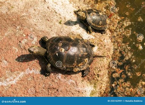 River Turtle in the Habitat. Turtle in the Water and Basking on the Rocks Stock Image - Image of ...