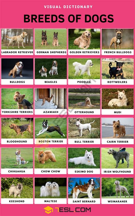 List of Dog Breeds and Types of Dogs with Pictures • 7ESL