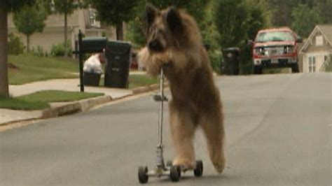 'Norman the Scooter Dog' goes for Guinness World Record