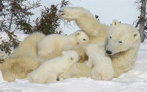 Cute white bear cubs. Page 1