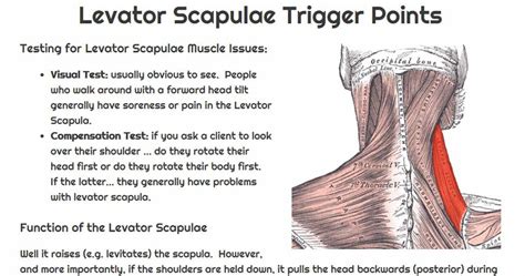 Levator Scapulae. A small muscle that causes big neck and shoulder pain. Learn how to test ...