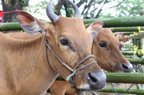 Akademisi IPB Sampaikan Penyakit Jembrana pada Sapi Bali Tidak Menular ke Manusia - Direktorat ...