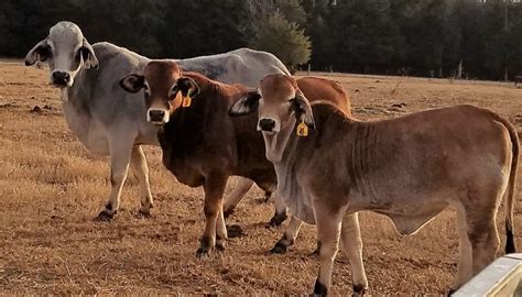 Brahman Cattle Breed – Everything You Need to Know