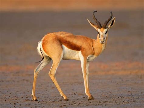 Hunting Springbuck in South Africa - Somerby Safaris