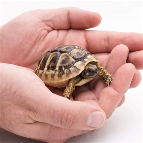 Hermann's Tortoise for sale - exotic tortoises | Baby tortoise for sale