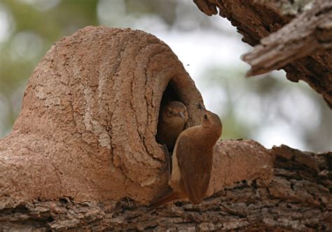 Rufous Hornero nest pair by Peg Abbott - The Naturalist Journeys Blog