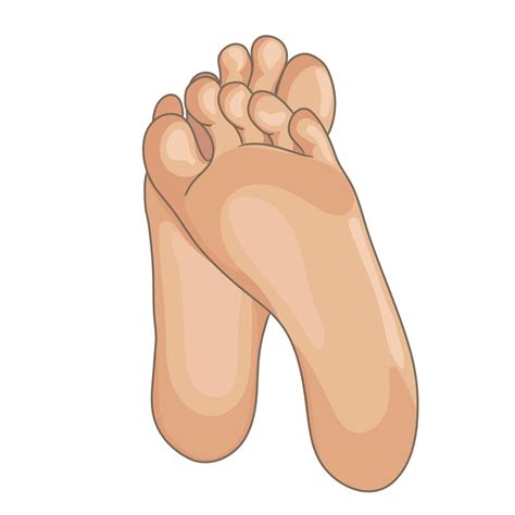 Female or male foot soles, barefoot, bottom view. Vector illustration ...