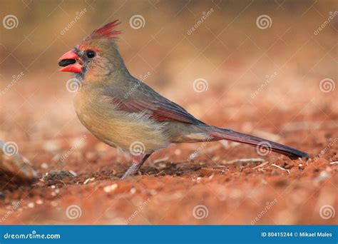 Female cardinal stock photo. Image of animal, seeds, sitting - 80415244