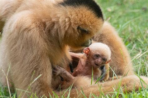 Baby white-cheeked gibbon makes debut at zoo miami | Featured#