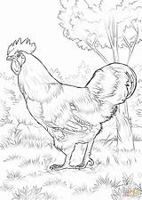 Rhode Island Red Rooster Coloring Page  Free Printable Pages sketch template