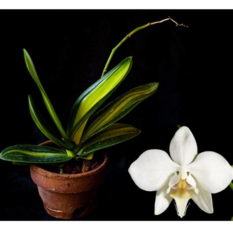 Variegated Phalaenopsis aphrodite subsp. formosana Orchid, Furniture & Home Living, Gardening ...