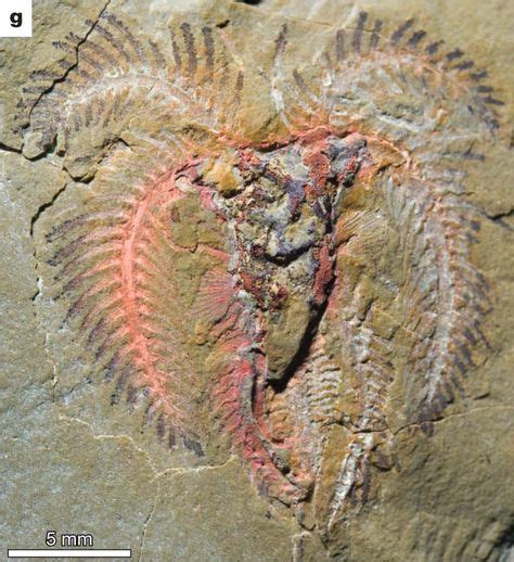 fossil from the Burgess Shale | Fossils | Prehistoric animals, Fossils ...