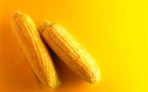 Maize Wallpapers - Wallpaper Cave