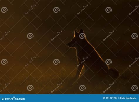 Silhouette of a Red Fox Sitting in a Meadow at Sunset Stock Photo ...