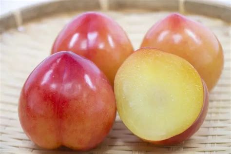 Prune vs. Plum: What's the Difference? - Recommendation of Unique ...