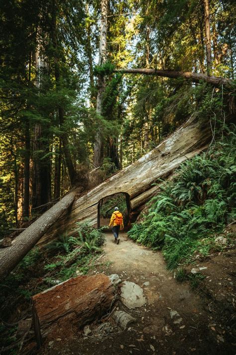 10 Awe-Inspiring Things To Do In Redwood National Park | The Mandagies