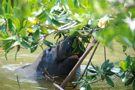 Shorelines » Blog Archive Mangrove Tracking IV: Brush with Manatees - Shorelines