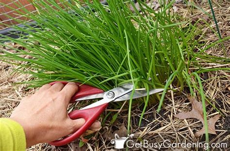 How To Harvest Chives & When To Pick Them - Get Busy Gardening