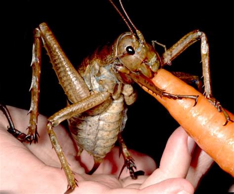 Claims to be the largest bug in the world, the giant weta. But their is ...