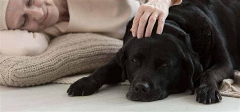 Benefits of a Therapy Dog | Therapy Dogs give you purpose and life