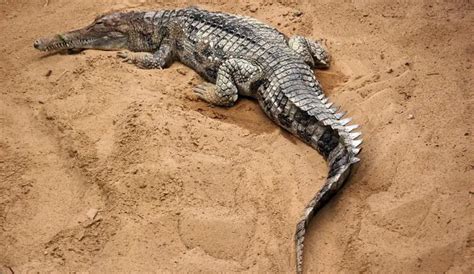 False Gharial | The Animal Facts | Appearance, Diet, Habitat, Behavior