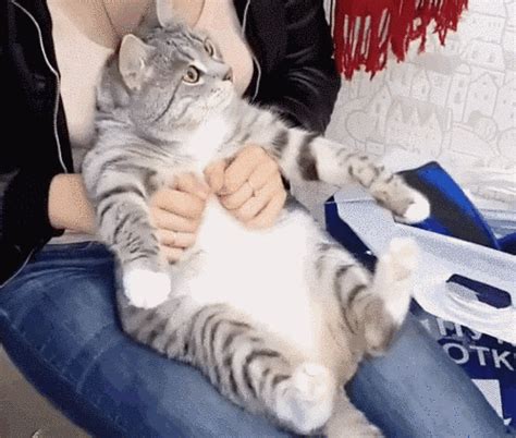 18 Cats Who Are Proving They Are Liquids | Cats, Funny cute cats, Pretty cats