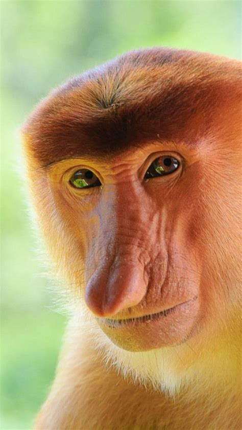 Proboscis Monkey lives only on the island of Borneo. Almost human! #mammals #ma... - Proboscis ...