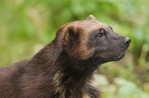 Wolverines - Habitat, Life Span, Diet & Reproduction Guide