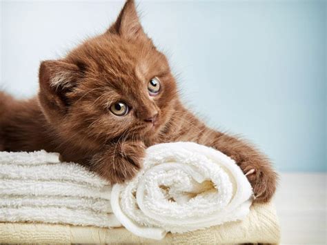 How to Give a Cat a Bath | 8 Easy to Follow Grooming Tips