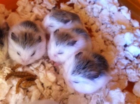 Hamster Breeds Chart