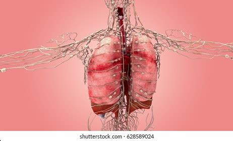 Respiratory System Lymph Nodes 3d Illustration Stock Illustration 628589024 | Shutterstock