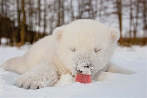 Baby polar bear's first snow | MyConfinedSpace