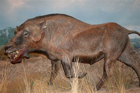 Entelodont, a prehistoric anthracothere (hippos and whales) also known ...