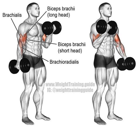 Dumbbell curl. An isolation exercise. Target muscle: Biceps Brachii. Synergists | Dumbbell workout