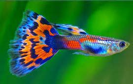 Jenis Jenis Ikan Hias Kecil Yang Super Cantik - Ikan Hias Air Tawar Laut dan Aquarium