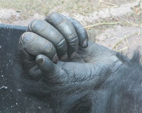Gorilla Hand Free Stock Photo - Public Domain Pictures